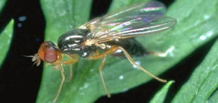 Comment faire face à la mouche de la carotte avec de l'ammoniac