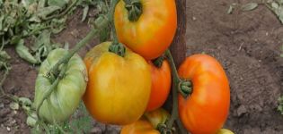 Description of the tomato variety Ilya Muromets bogatyr on the site