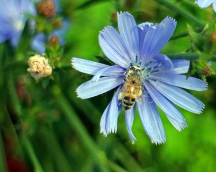 Pflanzen und Wachsen von Chicorée aus Samen im Garten, Pflege und Fortpflanzung im Freien