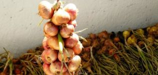 Wie lagere ich Zwiebeln richtig, nachdem ich sie zu Hause in einer Wohnung ausgegraben habe, damit sie nicht verschwinden?