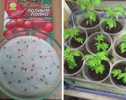 Beschreibung der Tomatensorte Vollständig und ihre Eigenschaften