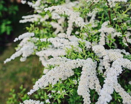 Description et les meilleures variétés de spirée sulfureuse, les règles de plantation et d'entretien en plein champ