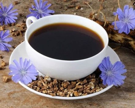 Nützliche Eigenschaften und Kontraindikationen der Zichorienpflanze, aus der die Blume hilft