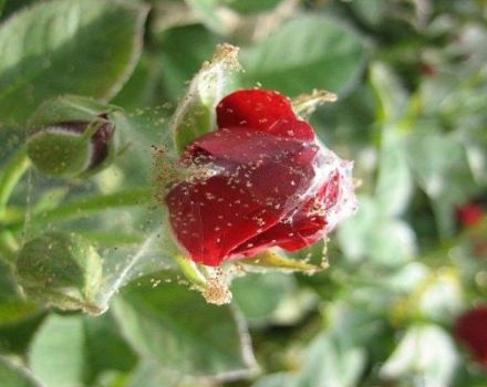 How to deal with chemicals and folk remedies with spider mites on roses