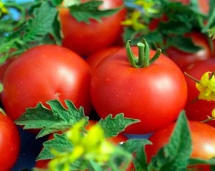Eigenschaften und Beschreibung der Debut-Tomatensorte, deren Ertrag