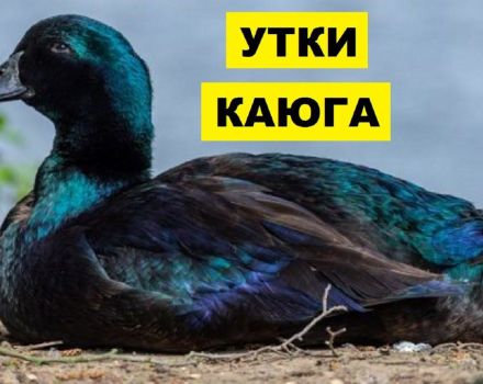 Description et caractéristiques des canards de la race Cayuga, avantages et inconvénients de leur entretien