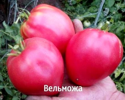 Caractéristiques et description de la variété de tomate grande et de son rendement