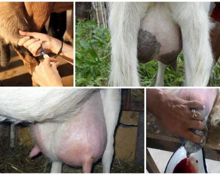 La raison de l'apparition de sang dans le lait chez une chèvre, que faire et méthodes de traitement