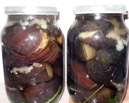 TOP 3 step-by-step recipes for whole pickled eggplants for the winter