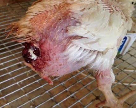 Que faire si un poulet est tombé de l'oviducte, causes et traitement