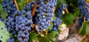Description du cépage Zinfandel (Primitivo), caractéristiques de rendement et résistance au gel
