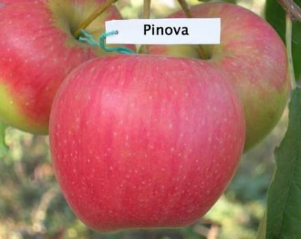 Description and characteristics of the variety Apple Pinova, cultivation in different regions