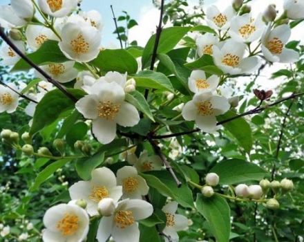 Plantation et entretien du jasmin, propagation d'arbustes, taille et repiquage