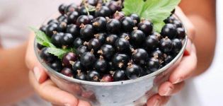 Lorsque vous avez besoin de cueillir des cassis et comment le faire rapidement, nous déterminons la maturité