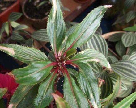 Gründe, warum Blüten und Knospen vom Balsam fallen können, Kontrollmaßnahmen