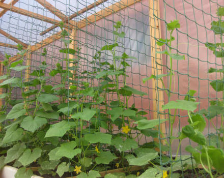 Comment faire une grille pour les concombres, leurs types et leur installation