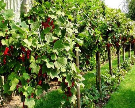 Wie man mit eigenen Händen Requisiten und Zäune für Strumpfbänder mit Johannisbeeren herstellt