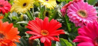 Planter, cultiver et entretenir des gerberas à l'extérieur dans le jardin