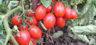 Beschreibung der Tomatensorte Hedgehog, deren Ertrag und Anbau
