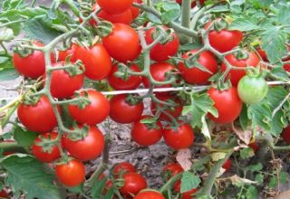 Cultiver avec une description et les caractéristiques de la variété de tomate Thumbelina