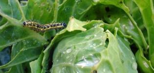 How to process cabbage from caterpillars with folk remedies