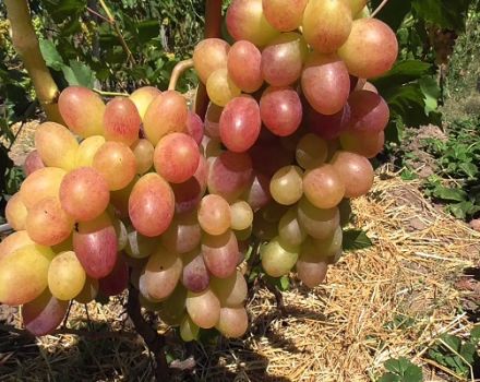 Description et caractéristiques du cépage Tason, caractéristiques de plantation et de culture