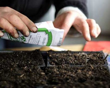 Wie lange sind Tomatensamen haltbar und wie viele Jahre bleiben sie lebensfähig?