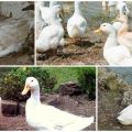 Types et poids des Indo-Ducks, description et caractéristiques de la race blanche française