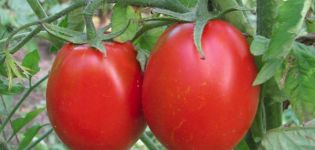 Description de la variété de tomate Adeline et de ses caractéristiques