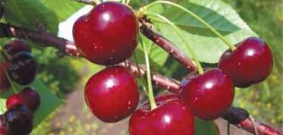 Description et caractéristiques des cerises Zvezdochka, la différence avec la variété Nord Star