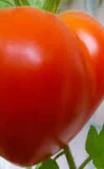 Beschreibung der japanischen Tomatensorte und ihrer Eigenschaften