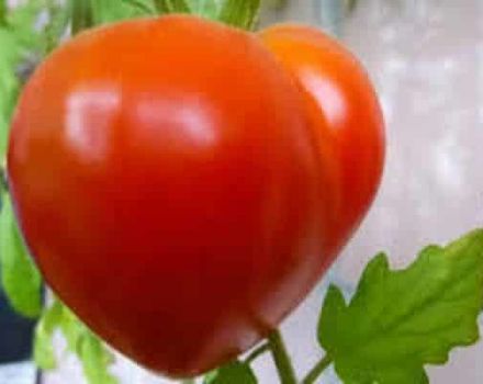 Beschreibung der japanischen Tomatensorte und ihrer Eigenschaften