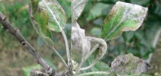 Beschreibung von Krankheiten und Birnenschädlingen, Möglichkeiten zu ihrer Bekämpfung und angemessene Behandlung