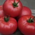 Caractéristiques et description de la variété de tomate Kibo, son rendement