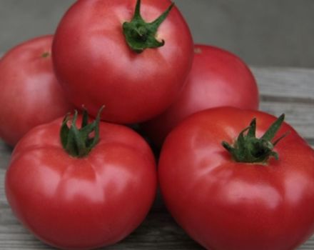 Eigenschaften und Beschreibung der Kibo-Tomatensorte, deren Ertrag