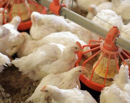 Comment nourrir les poulets de chair à la maison pour une croissance rapide