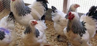 Est-il possible de nourrir les poulets avec de l'orge, comment donner et germer correctement
