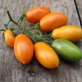 Caractéristiques et description de la variété de tomates Banane rouge, jaune, rose et panachée, rendement