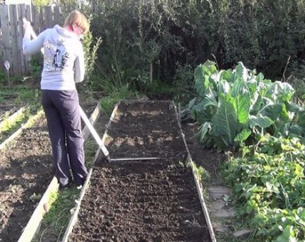 What green manure is better to sow in spring under tomatoes