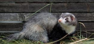Comment attraper un furet dans un poulailler et les meilleures méthodes pour gérer l'animal