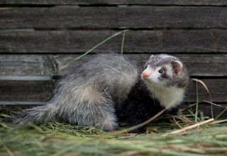 Comment attraper un furet dans un poulailler et les meilleures méthodes pour gérer l'animal