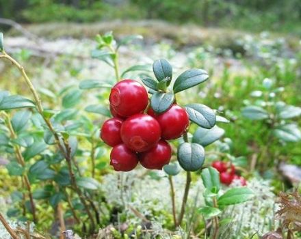 Pflanzen und Pflegen von Garten-Preiselbeeren, Fortpflanzung und Anbau auf dem Land