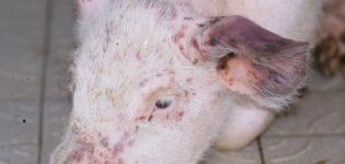 Anzeichen, Symptome und Behandlung von Schweinepasteurellose, Prävention