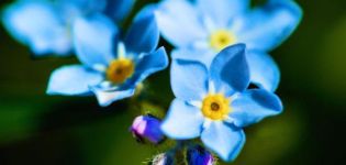 Description and cultivation of Alpine forget-me-not varieties, planting and care
