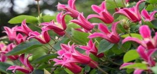 Description et subtilités des variétés de clématites en croissance Princess Diana