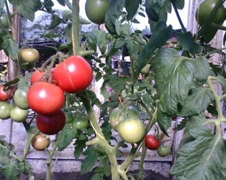 Eigenschaften und Beschreibung der Tomatensorte Puzatiki
