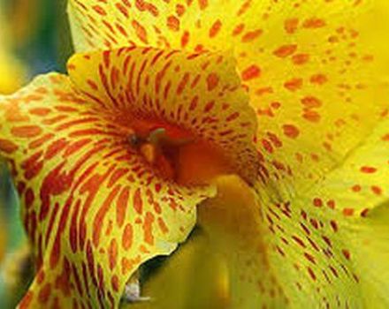 23 types et variétés de cannes indiennes avec description et caractéristiques