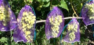 How to protect and get rid of wasps on grapes during its ripening, what to do to fight
