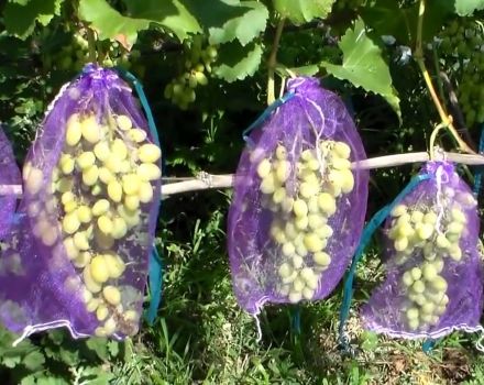 How to protect and get rid of wasps on grapes during its ripening, what to do to fight