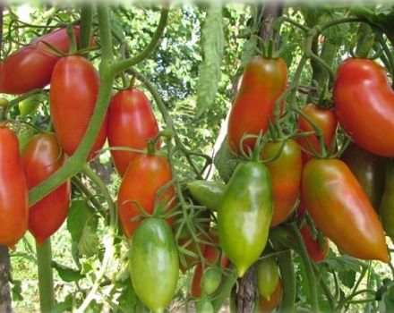 Les meilleures variétés de tomates les plus productives pour la Sibérie en serre